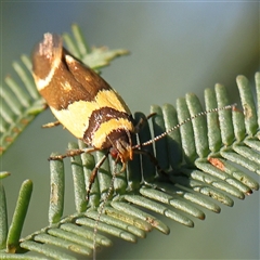 Macrobathra chrysotoxa at Gundaroo, NSW - 6 Nov 2024 08:05 AM