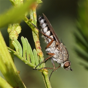 Anabarhynchus plumbeoides at Gundaroo, NSW - 6 Nov 2024