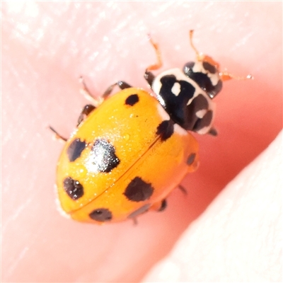 Hippodamia variegata (Spotted Amber Ladybird) at Gundaroo, NSW - 6 Nov 2024 by ConBoekel