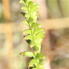 Microtis sp. (Onion Orchid) at Gundaroo, NSW - 5 Nov 2024 by ConBoekel