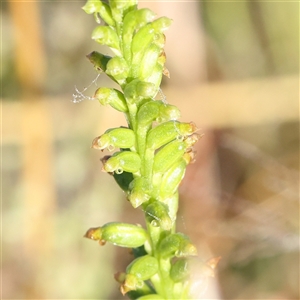 Microtis sp. at Gundaroo, NSW - suppressed