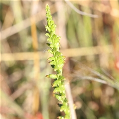 Microtis sp. at Gundaroo, NSW - suppressed