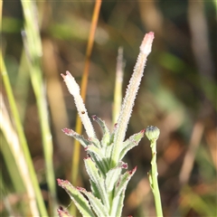 Epilobium hirtigerum (Hairy Willowherb) at Gundaroo, NSW - 6 Nov 2024 by ConBoekel