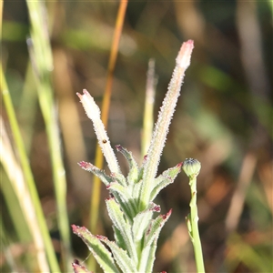 Epilobium hirtigerum at Gundaroo, NSW - 6 Nov 2024