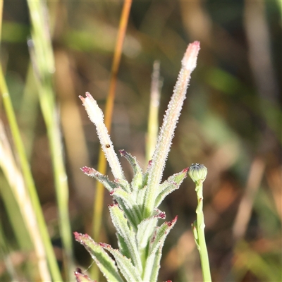 Epilobium hirtigerum (Hairy Willowherb) at Gundaroo, NSW - 6 Nov 2024 by ConBoekel