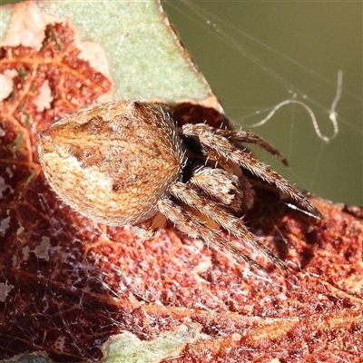 Hortophora sp. (genus) (Garden orb weaver) at Gundaroo, NSW - 5 Nov 2024 by ConBoekel