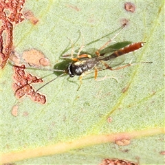 Ichneumonidae (family) (Unidentified ichneumon wasp) at Gundaroo, NSW - 6 Nov 2024 by ConBoekel