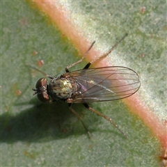 Unidentified True fly (Diptera) at Gundaroo, NSW - 5 Nov 2024 by ConBoekel