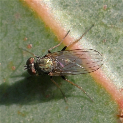 Unverified True fly (Diptera) at Gundaroo, NSW - 6 Nov 2024 by ConBoekel