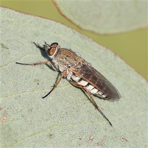 Anabarhynchus plumbeoides at Gundaroo, NSW - 6 Nov 2024