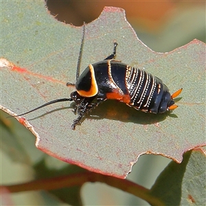 Ellipsidion australe at Gundaroo, NSW - 6 Nov 2024