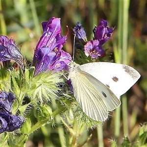 Pieris rapae at Gundaroo, NSW - 6 Nov 2024 08:28 AM