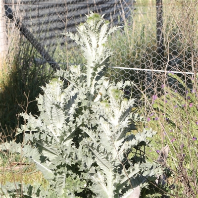 Onopordum acanthium (Scotch Thistle) at Gundaroo, NSW - 5 Nov 2024 by ConBoekel