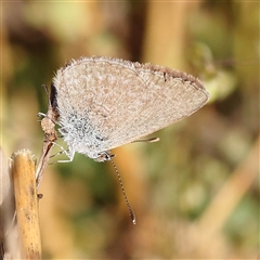 Zizina otis (Common Grass-Blue) at Gundaroo, NSW - 5 Nov 2024 by ConBoekel