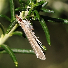 Eudonia cleodoralis (A Crambid moth) at Gundaroo, NSW - 5 Nov 2024 by ConBoekel