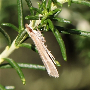 Eudonia cleodoralis at Gundaroo, NSW - 6 Nov 2024