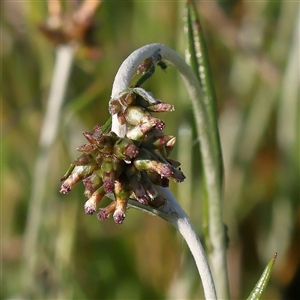 Euchiton japonicus at Gundaroo, NSW - 6 Nov 2024