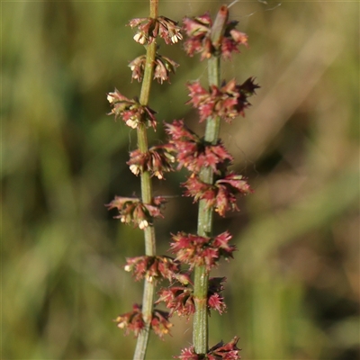 Rumex brownii (Slender Dock) at Gundaroo, NSW - 6 Nov 2024 by ConBoekel