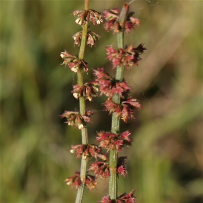 Rumex brownii (Slender Dock) at Gundaroo, NSW - 5 Nov 2024 by ConBoekel