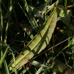 Rumex brownii at Gundaroo, NSW - 6 Nov 2024 08:37 AM