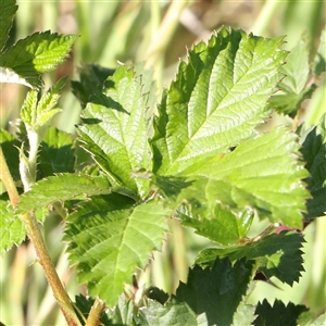 Rubus anglocandicans at Gundaroo, NSW - 6 Nov 2024