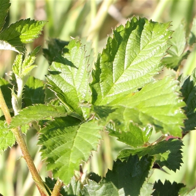 Rubus anglocandicans (Blackberry) at Gundaroo, NSW - 6 Nov 2024 by ConBoekel