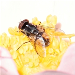 Tachinidae (family) at Gundaroo, NSW - 5 Nov 2024 by ConBoekel