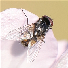 Tachinidae (family) at Gundaroo, NSW - 6 Nov 2024