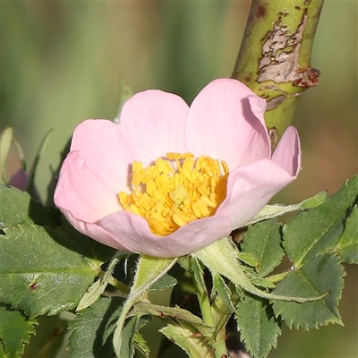 Rosa canina (Dog Rose) at Gundaroo, NSW - 5 Nov 2024 by ConBoekel