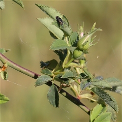 Rosa canina at Gundaroo, NSW - 6 Nov 2024