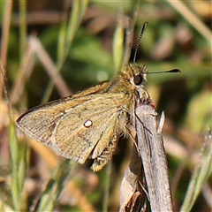 Trapezites luteus (Yellow Ochre, Rare White-spot Skipper) at Gundaroo, NSW - 5 Nov 2024 by ConBoekel