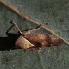 Brunotartessus fulvus (Yellow-headed Leafhopper) at Gundaroo, NSW - 6 Nov 2024 by ConBoekel