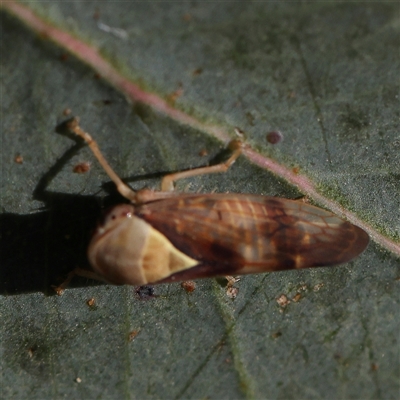 Brunotartessus fulvus (Yellow-headed Leafhopper) at Gundaroo, NSW - 5 Nov 2024 by ConBoekel