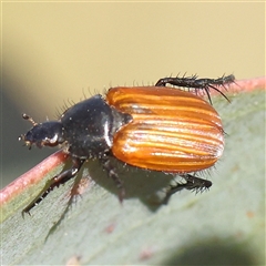 Phyllotocus sp. (genus) (Nectar scarab) at Gundaroo, NSW - 5 Nov 2024 by ConBoekel