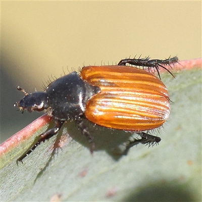 Phyllotocus sp. (genus) (Nectar scarab) at Gundaroo, NSW - 5 Nov 2024 by ConBoekel