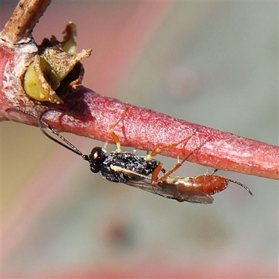 Ichneumonidae (family) (Unidentified ichneumon wasp) at Gundaroo, NSW - 6 Nov 2024 by ConBoekel