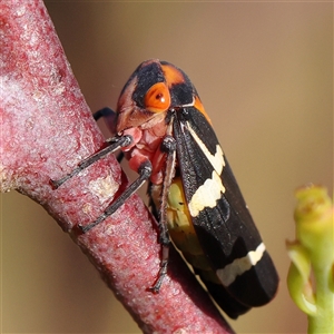 Eurymeloides pulchra at Gundaroo, NSW - 6 Nov 2024