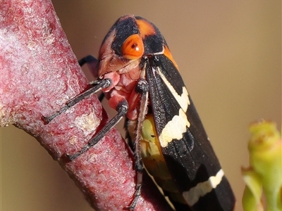 Eurymeloides pulchra (Gumtree hopper) at Gundaroo, NSW - 5 Nov 2024 by ConBoekel