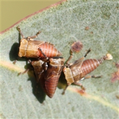 Eurymeloides sp. (genus) (Eucalyptus leafhopper) at Gundaroo, NSW - 6 Nov 2024 by ConBoekel