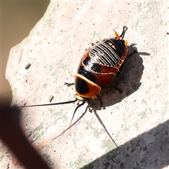 Ellipsidion australe (Austral Ellipsidion cockroach) at Gundaroo, NSW - 5 Nov 2024 by ConBoekel