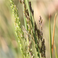 Poa labillardierei (Common Tussock Grass, River Tussock Grass) at Gundaroo, NSW - 6 Nov 2024 by ConBoekel