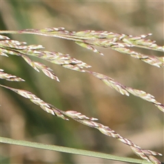 Poa labillardierei at Gundaroo, NSW - 6 Nov 2024