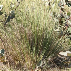 Poa labillardierei at Gundaroo, NSW - 6 Nov 2024