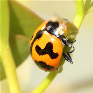 Coccinella transversalis at Gundaroo, NSW - 6 Nov 2024