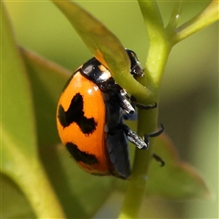 Coccinella transversalis at Gundaroo, NSW - 6 Nov 2024