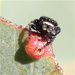 Simaethula sp. (genus) (A jumping spider) at Gundaroo, NSW - 6 Nov 2024 by ConBoekel