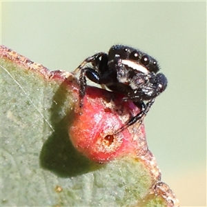 Simaethula sp. (genus) at Gundaroo, NSW - 6 Nov 2024 08:50 AM