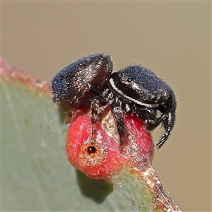 Simaethula sp. (genus) at Gundaroo, NSW - 6 Nov 2024 08:50 AM