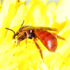 Exoneura sp. (genus) (A reed bee) at Gundaroo, NSW - 6 Nov 2024 by ConBoekel