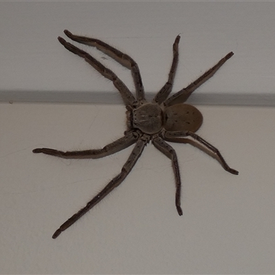 Isopeda canberrana (Canberra Huntsman Spider) at McKellar, ACT - 6 Nov 2024 by Amata